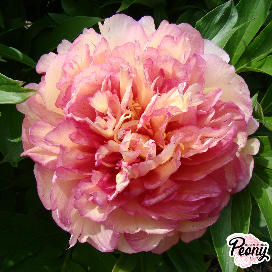 Garden Candy® Candy Apple™ Itoh Peony — Hidden Springs Peony Farm
